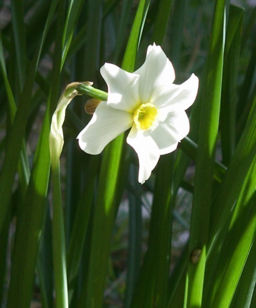 f_Narcissusspm_c73a066.jpg
