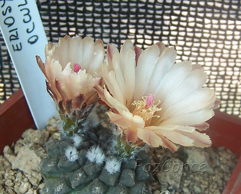 F_NeoporteriaOcculta.jpg