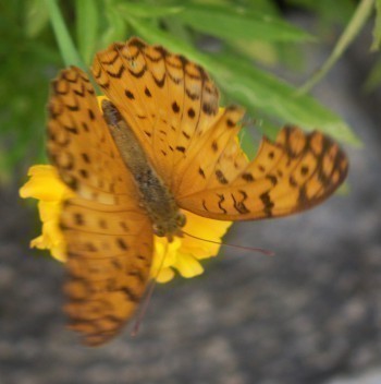 f_Ninflidoi_ee91m_8550cd97.jpg