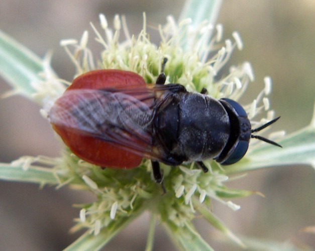 f_Odontomyiafm_a876764.jpg