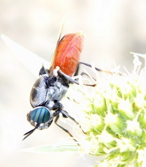 f_Odontomyiafm_f0b7f55.jpg