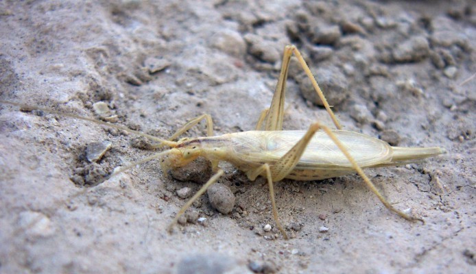 f_Oecanthuspem_2442951.jpg
