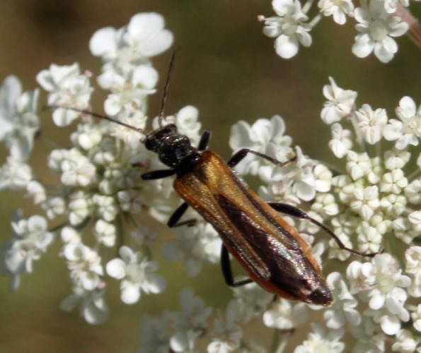 f_Oedemerafemm_eafae72.jpg