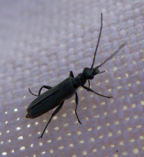 f_Oedemeralurm_0847bca.jpg
