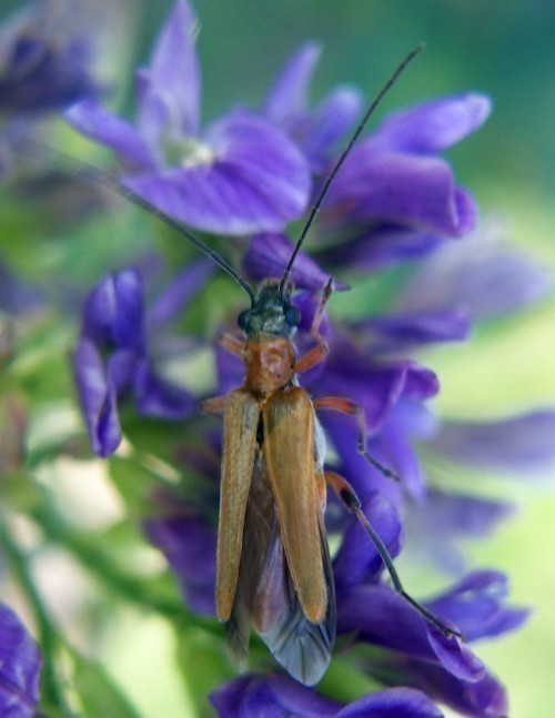 f_Oedemerapodm_f7b24f8.jpg