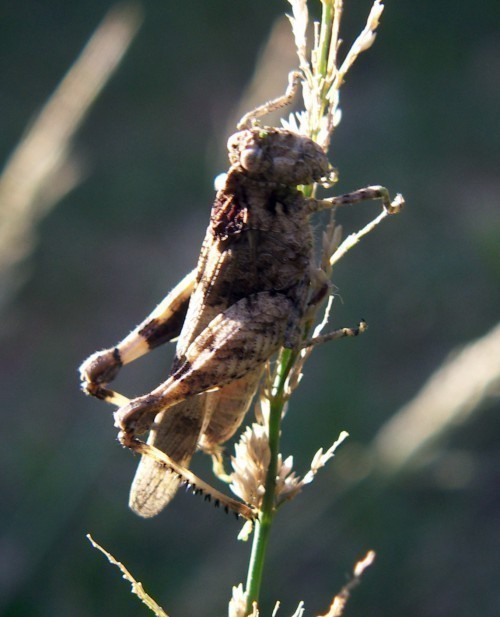 f_Oedipodacham_2516a11.jpg