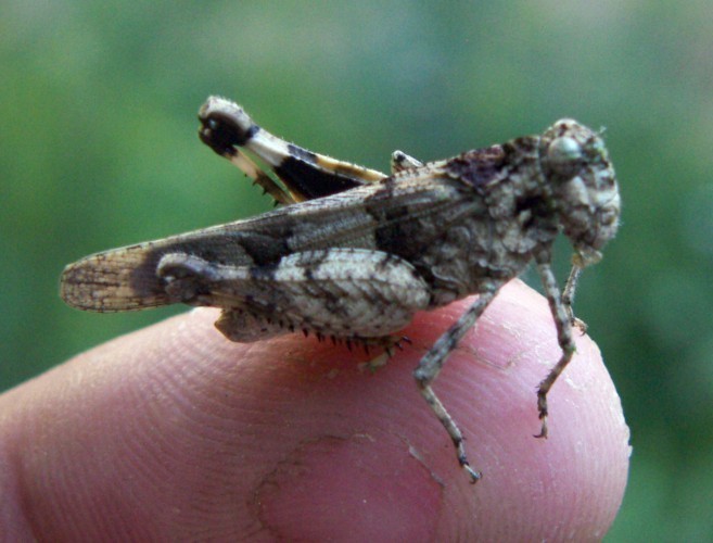 f_Oedipodacham_e375617.jpg