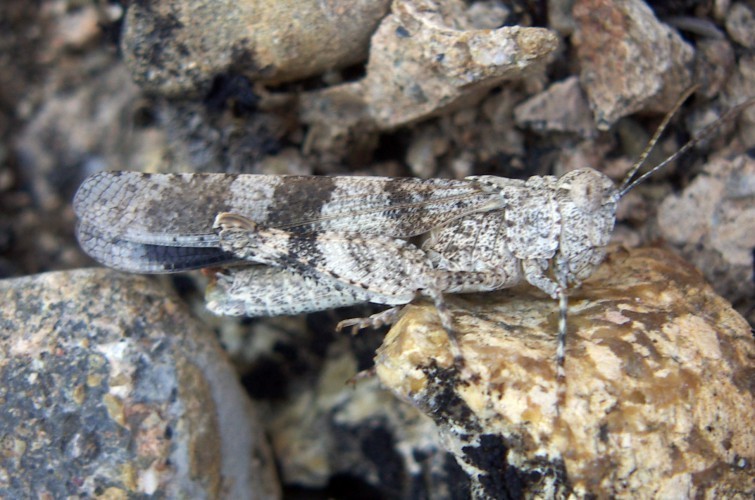 f_Oedipodafusm_2990038.jpg