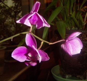 f_Orqudea2m_20314fd.jpg