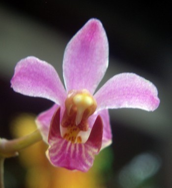f_Orqudea5detm_c7e790d.jpg
