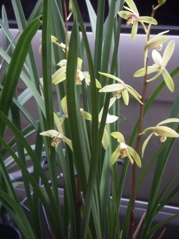 f_Orqudea6m_e132321.jpg