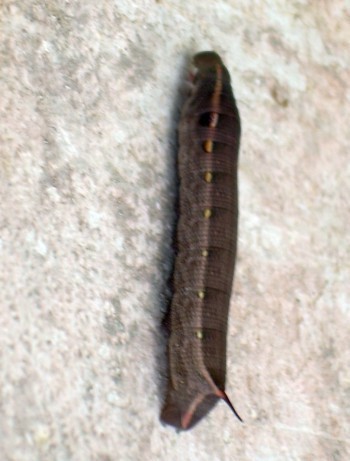 f_Orugaesfi_ee91m_6df6d770.jpg