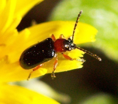 f_Oulemamelanm_1ae2243.jpg