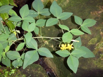 f_Oxalisrhombm_9414c49.jpg