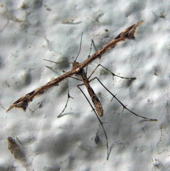 f_Oxyptilui_ee91m_772a5875.jpg