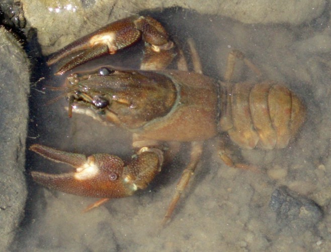 f_Pacifastacum_c63ca70.jpg
