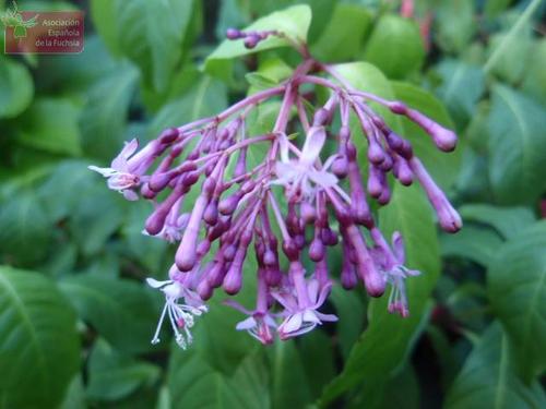 f_paniculata.jpg