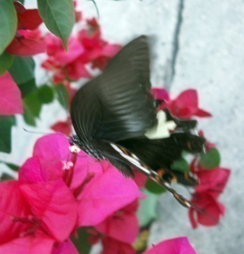 f_Papiliohi_ee91m_670f6521.jpg