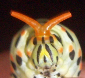 f_Papiliomachm_c4d3a99.jpg