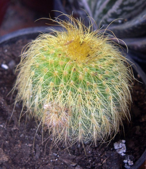 f_Parodialenim_b2d311f.jpg