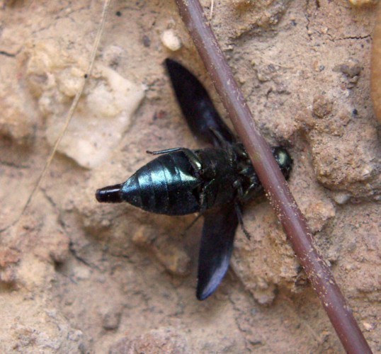 f_Phaenopscyam_612156c.jpg