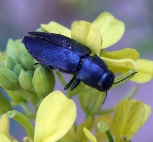 f_Phaenopscyam_9586549.jpg