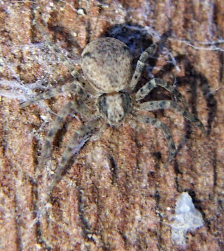f_Philodromusm_552dcb8.jpg