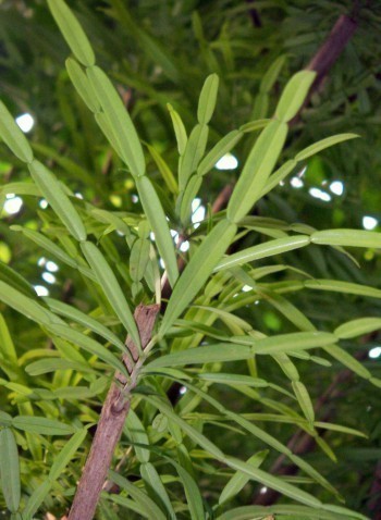 f_Phyllarthrom_1026d66.jpg