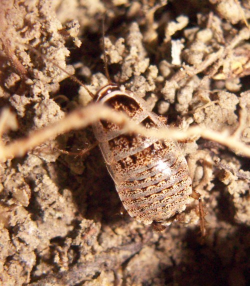 f_Phyllodromim_98b8a8e.jpg