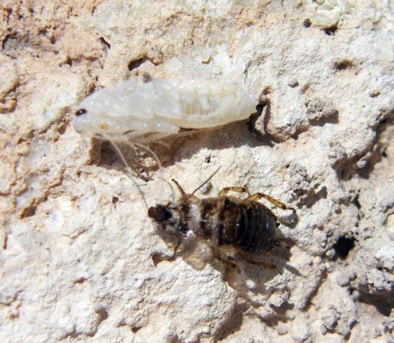 f_Phyllodromim_c74d0dd.jpg