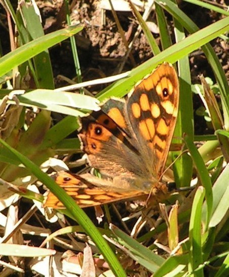 f_PICT0001m_4f4e379.jpg