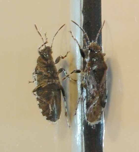 f_PICT0003m_89d51c3.jpg