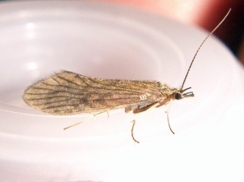 f_Pict0020m_4d5cb78.jpg