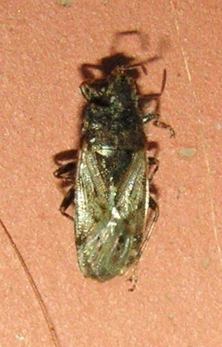 f_PICT0045m_d4e3b8c.jpg