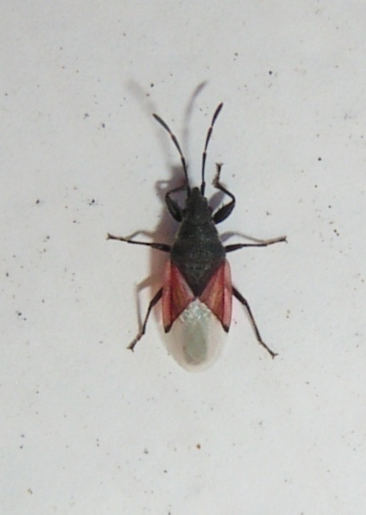f_PICT0115cccm_56ef3d4.jpg