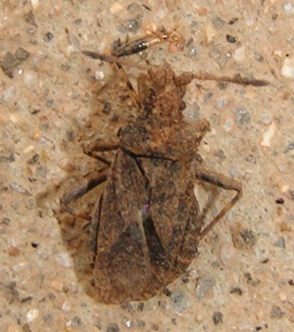 f_PICT0153cccm_518f0e0.jpg