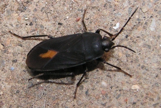 f_PICT0180cccm_bb14e71.jpg