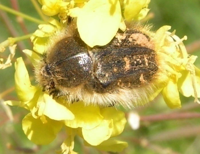 f_PICT0250okm_f9044e5.jpg