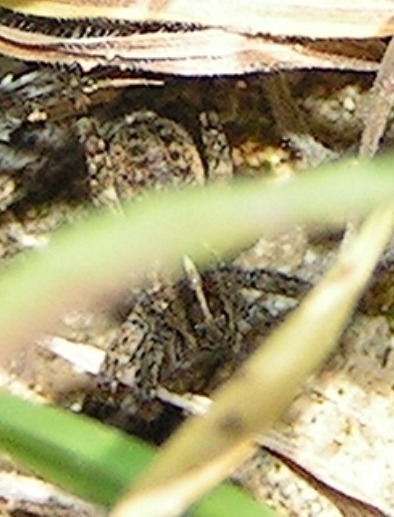 f_PICT0276pssm_70601eb.jpg