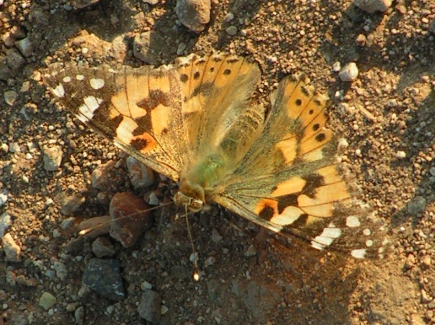 f_PICT0447okm_0e44120.jpg