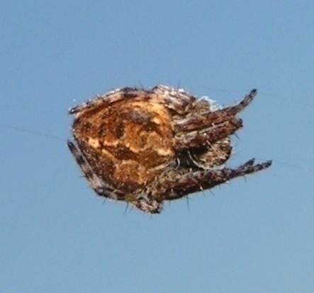 f_PICT0460okm_3b3df7d.jpg