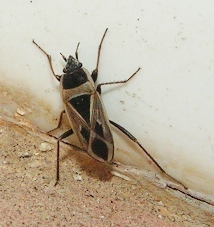 f_PICT0526am_4de04fd.jpg