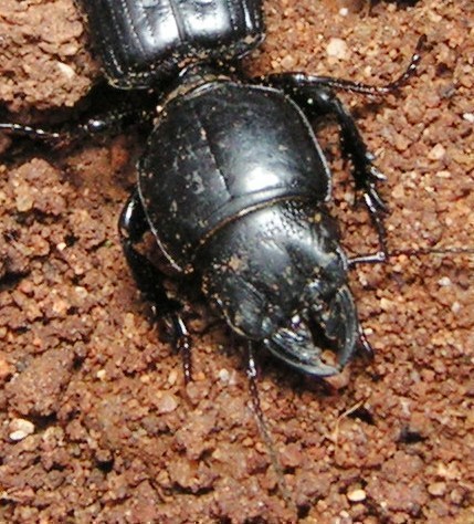 f_PICT0631m_4ac8049.jpg