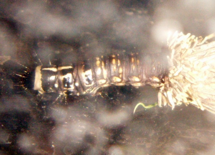 f_PICT1173m_76ab2be.jpg