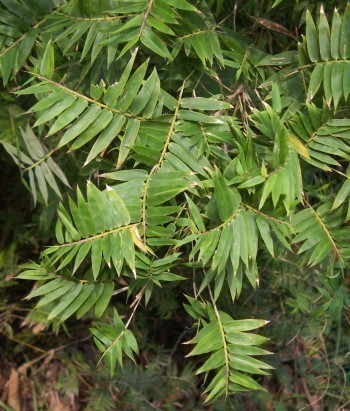 f_Pleioblastum_e2267f4.jpg