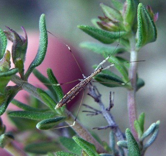 f_Ploiariasp3m_1c2545e.jpg