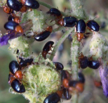 f_Podagrici_ee91m_fe999153.jpg