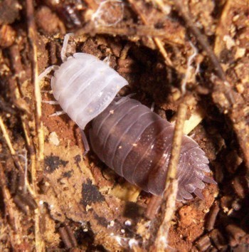 f_Porcellii_ee91m_883ec09a.jpg
