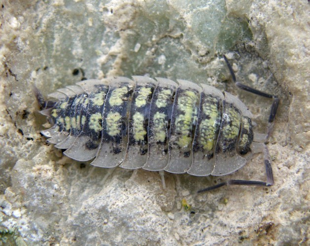 f_Porcellioham_e9f6646.jpg