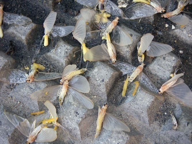 f_Potamanthusm_35830b0.jpg